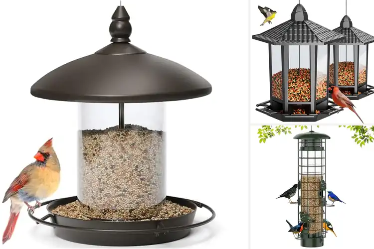 Detailed view of Best Bird Feeders