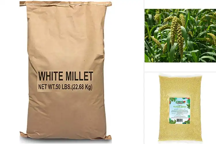 Detailed view of Best Bulk Millet Seeds For Pantry Staples