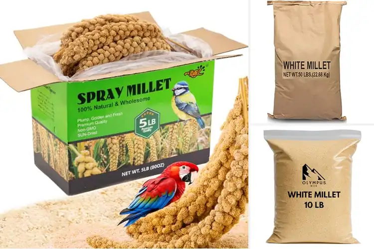 Detailed view of Best Millet Bulk Pack: Top Picks for Birds & Family Meals