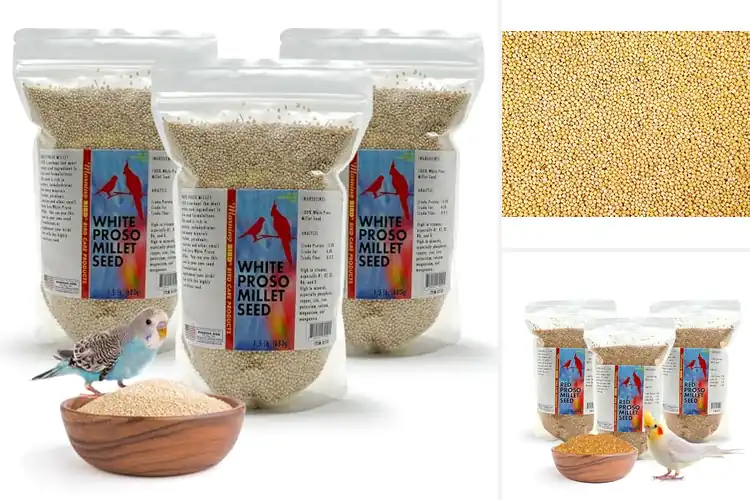 Detailed view of Best Milllet 3 Pack Bulk Millet Seeds