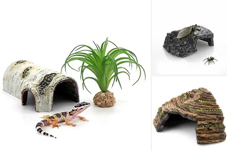 Detailed view of Best Smooth Cave Mouths Reptile Safe